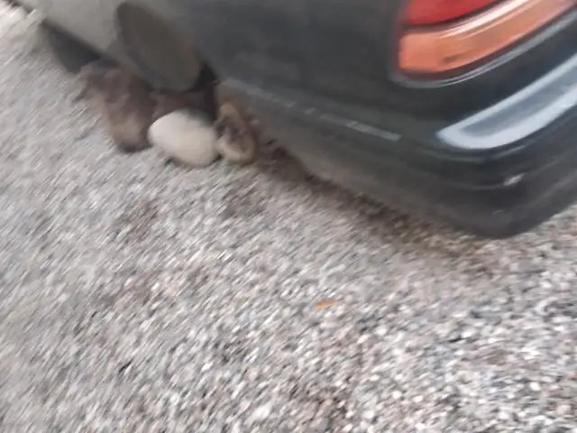 Nissan Maxima 1995